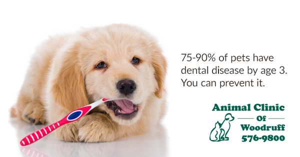 Keep Those Chompers Clean:  Maintaining Good Dental Health in Pets