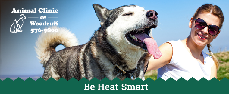 Prevent Dogs from Overheating this Summer