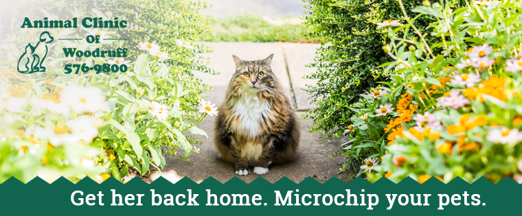Microchipping: Pets’ Stories