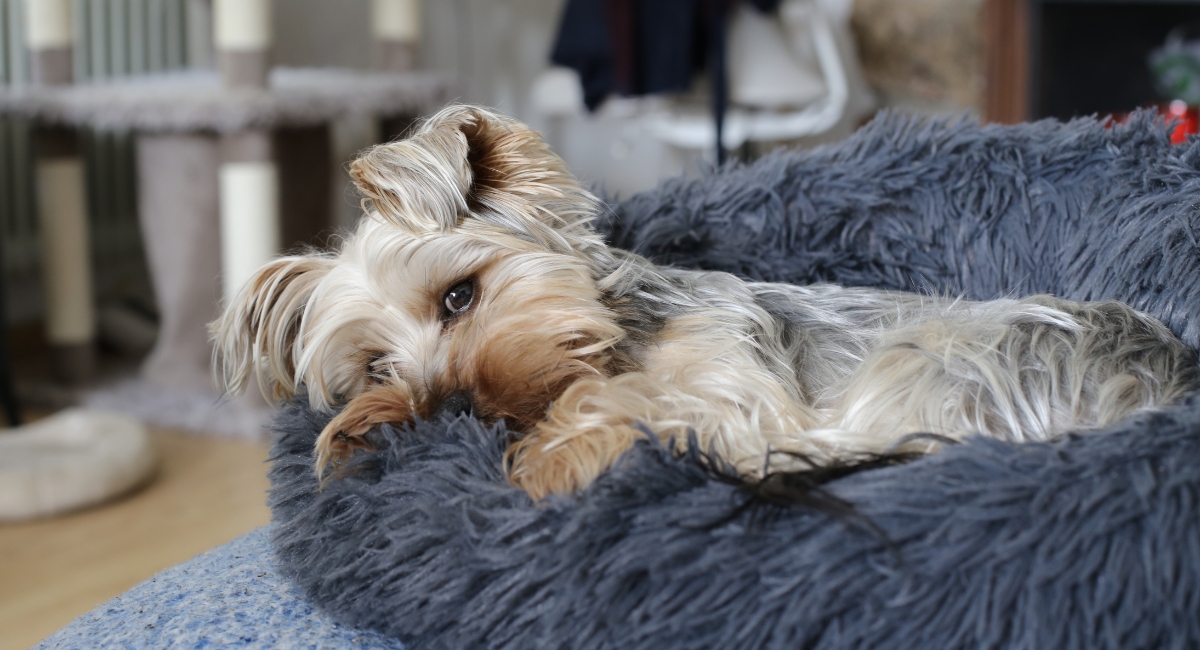 When Pets Get The Sniffles: Understanding Cold Symptoms in Dogs and Cats