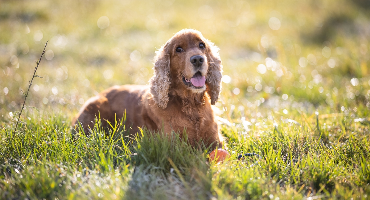 Spring Cleaning for an Allergy-Friendly Pet Home