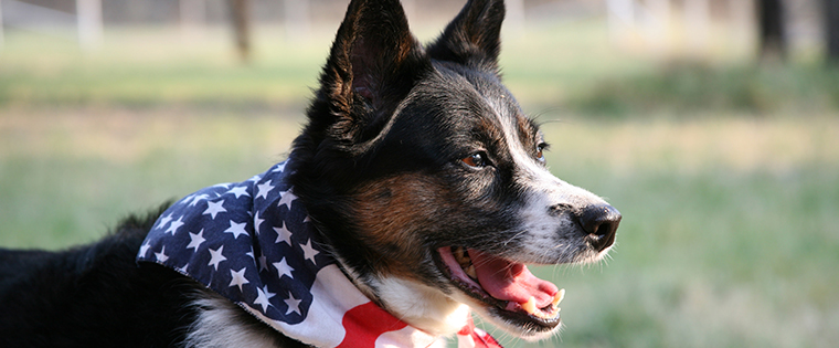 Keep Dogs Safe this July 4th