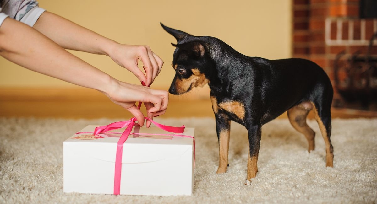 Holiday Pet Gift Guide