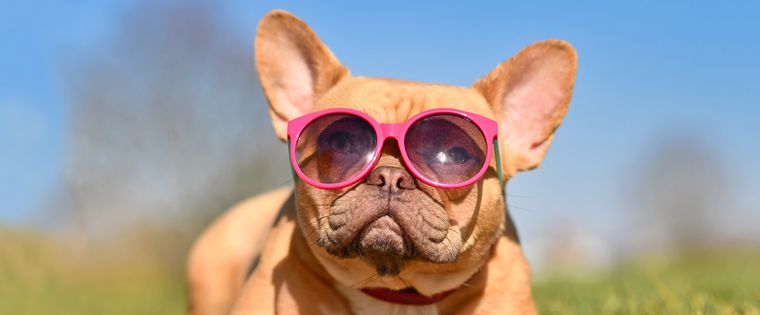 Hot Dogs & Summer Paws | Animal Clinic of Woodruff, Spartanburg, SC