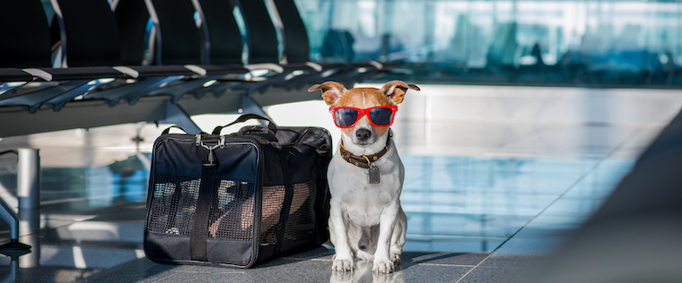 Tips for Holiday Travel with Pets