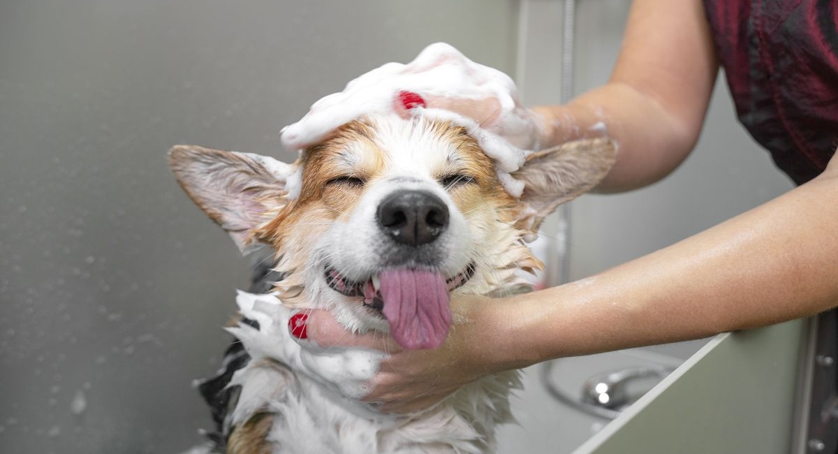Dealing with Dog Dandruff