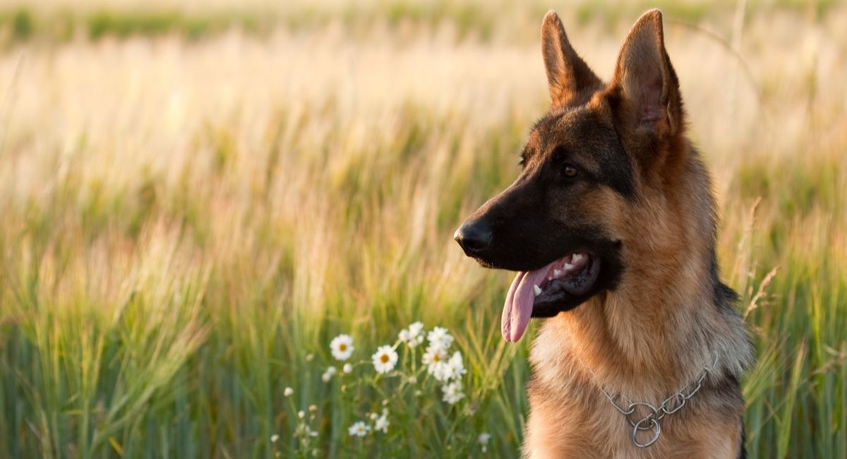 Keeping Your Dog Safe this Spring