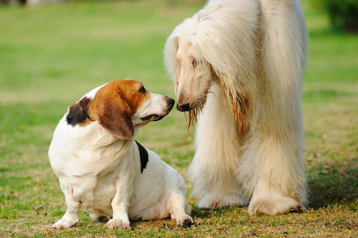 Do I Need to Vaccinate my Dog for Kennel Cough? Animal Clinic of
