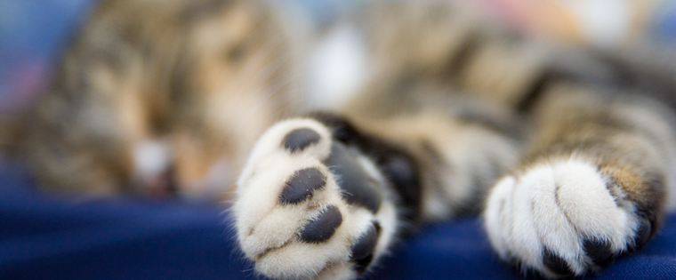 Healthy Paws: Home Paw Care for Cats and Dogs