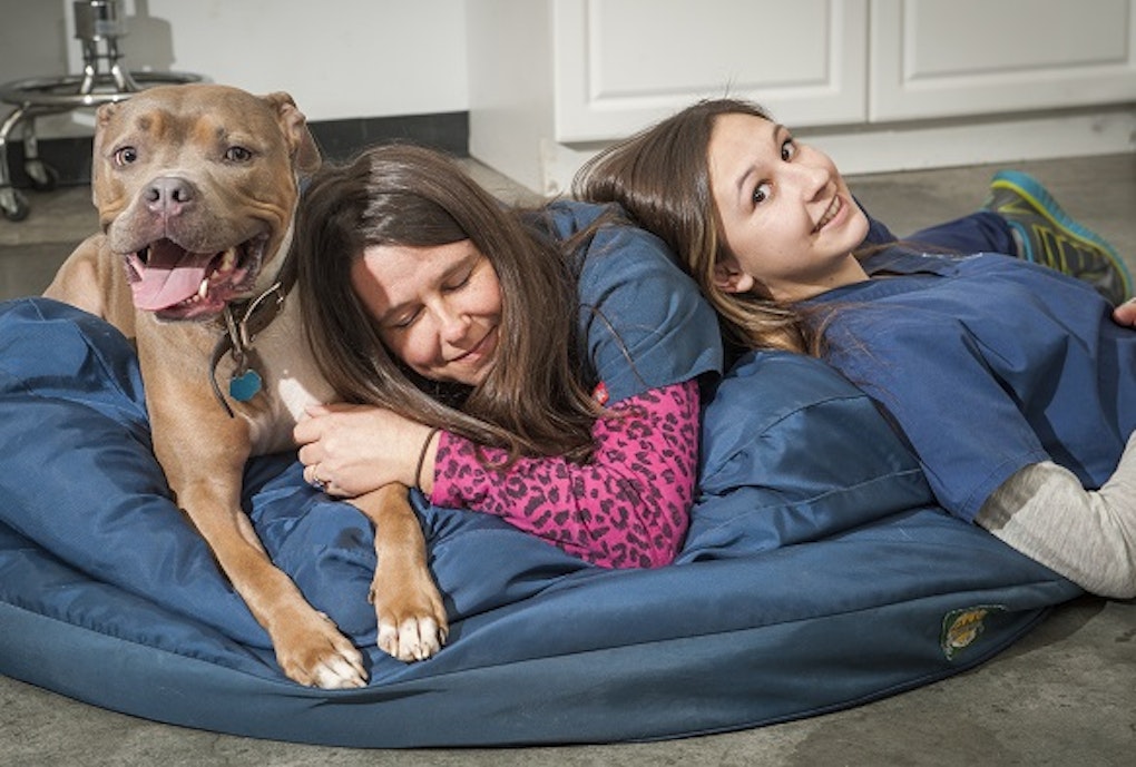 Pet Behavior Help Animal Clinic of Woodruff