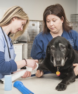 Do Pets Make Good Presents?  Animal Clinic of Woodruff