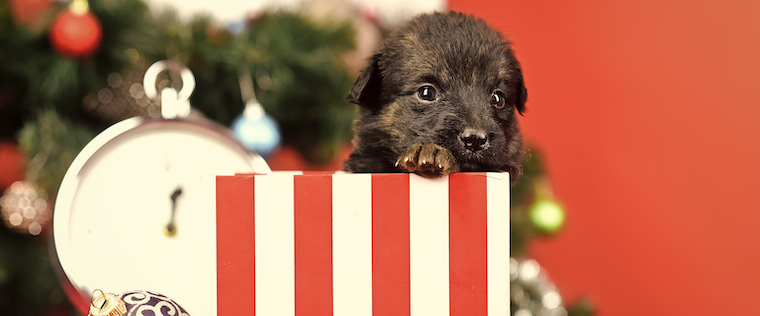 Do Pets Make Good Presents?