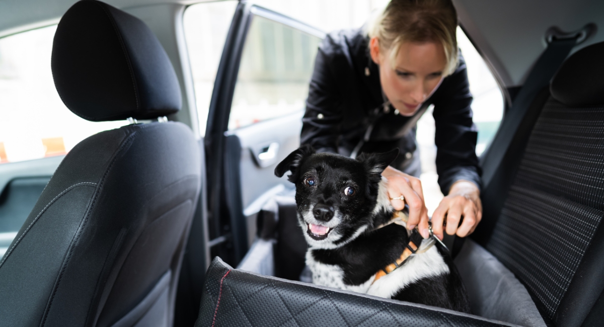 Why Dogs Should Never be Left in the Car (Even with the Windows Cracked)