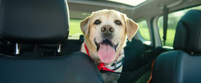 Why Dogs Should Never be Left in the Car (Even with the Windows Cracked)