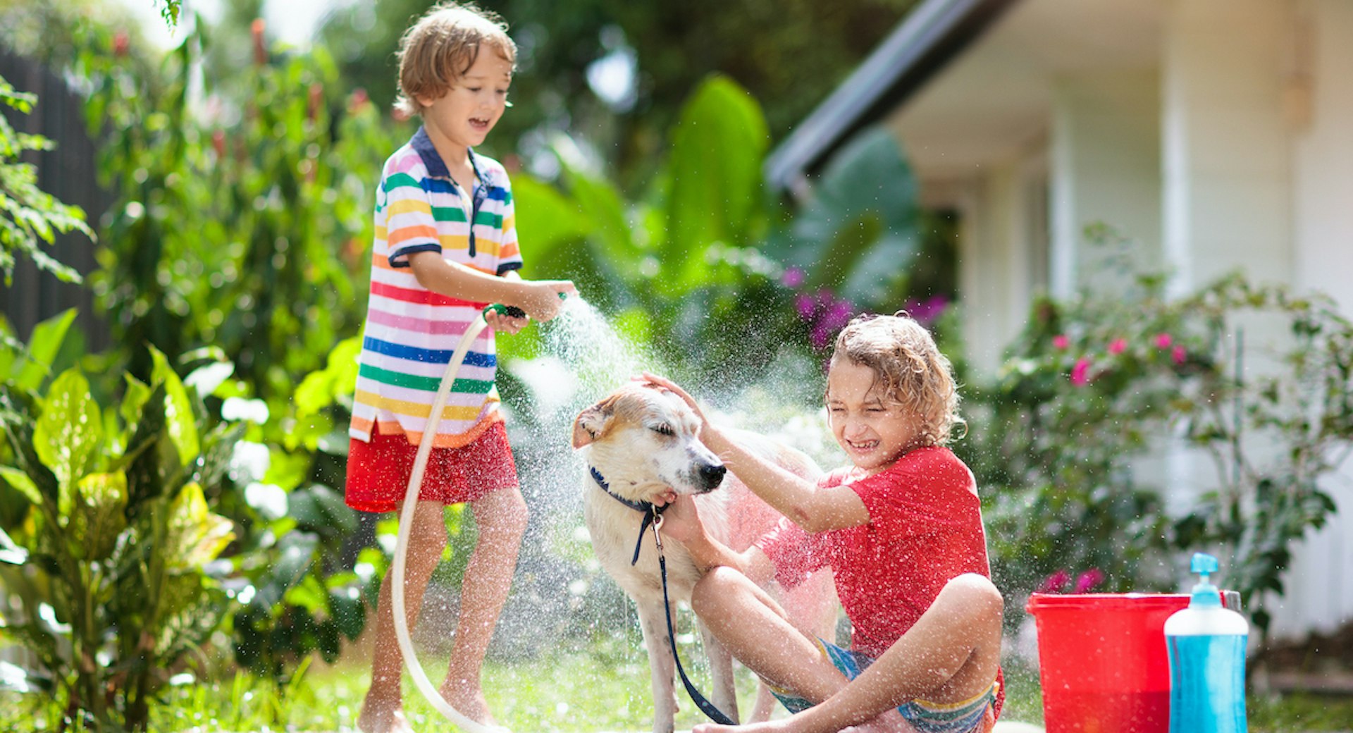 Grooming your Dog at Home Tips and Tricks for a Healthy Coat Animal