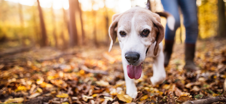 How to Hike Safely with Senior Dogs