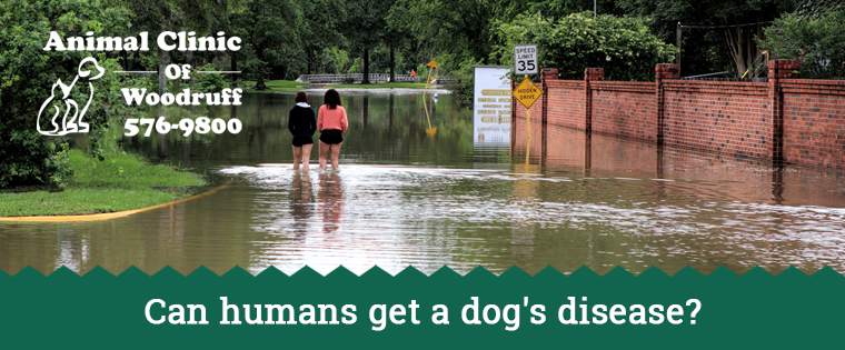 Leptospirosis in Humans: Hurricanes Increase Risk