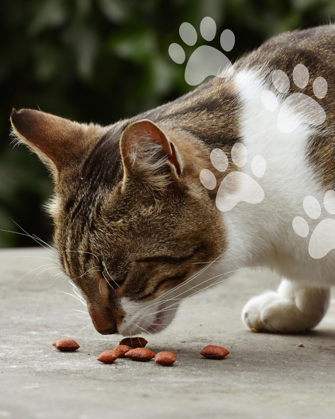 All 71 Cat Breeds: A Comprehensive Guide