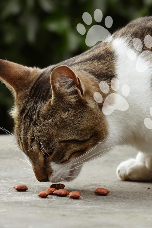 All 71 Cat Breeds: A Comprehensive Guide