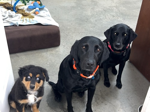 Duckie has only been with us for a few weeks, but he’s already learning the ropes from his older siblings, Cash and Sturgill.