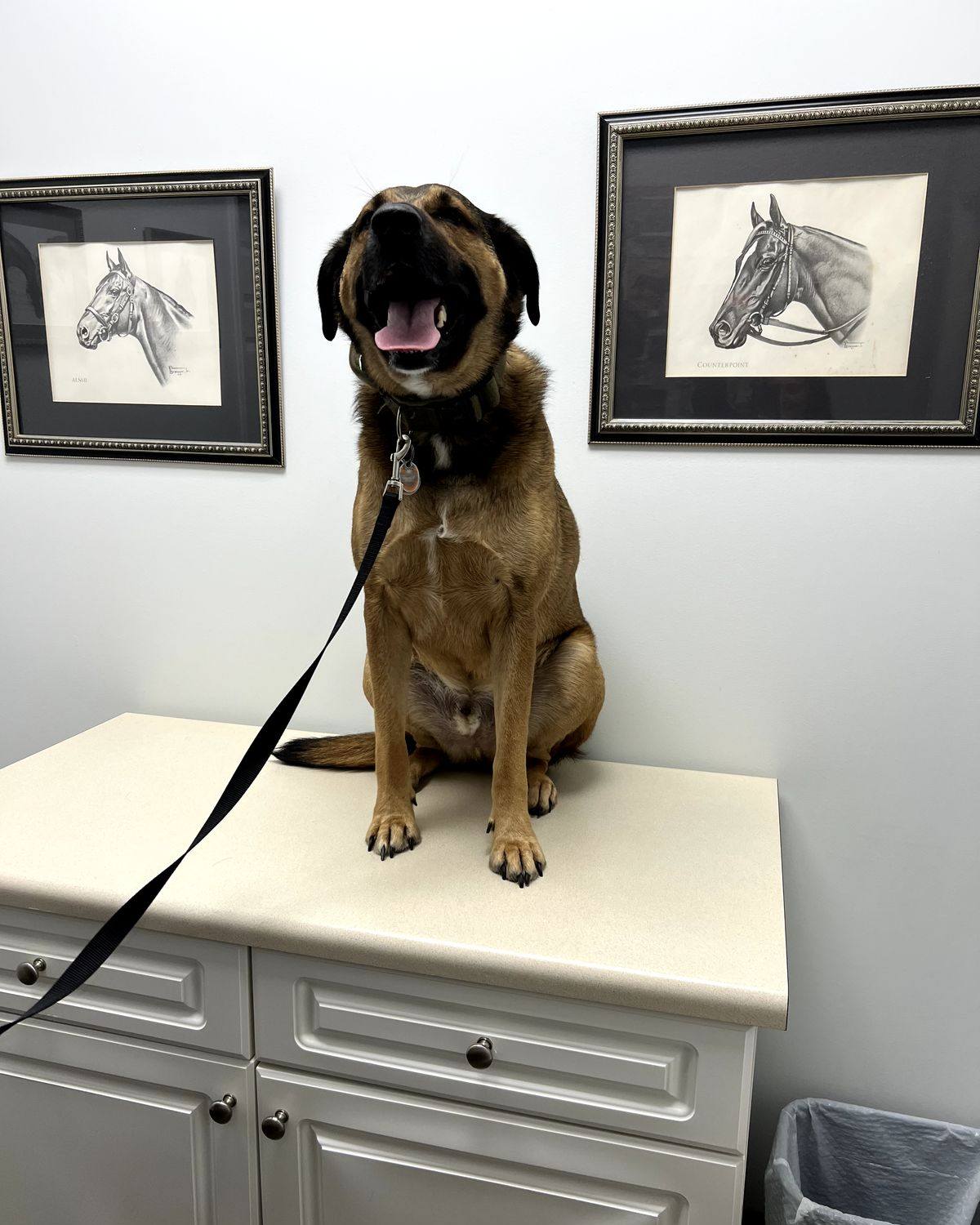 Dog Behavior Change After Vaccination: What Every Owner Must Know