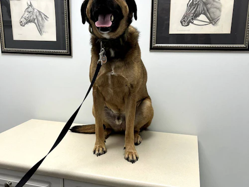 Dog Behavior Change After Vaccination: What Every Owner Must Know