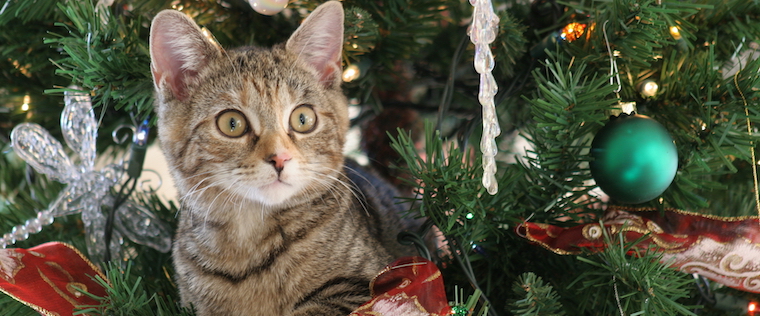 Cat vs. Christmas Tree