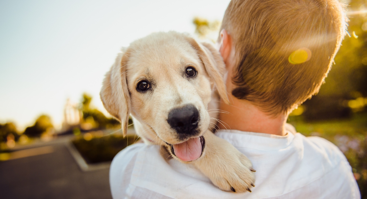 How Pets Show They Love Us 