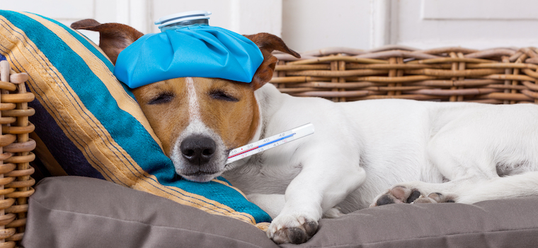 When pets get the sniffles: Understanding cold symptoms in dogs and cats