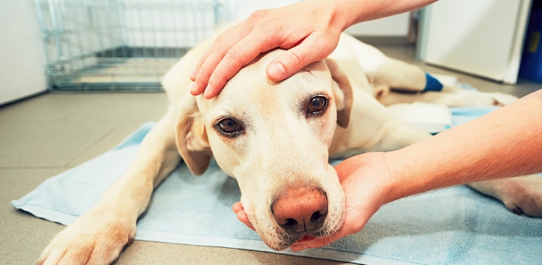  What to Expect When your Pet Needs Surgery