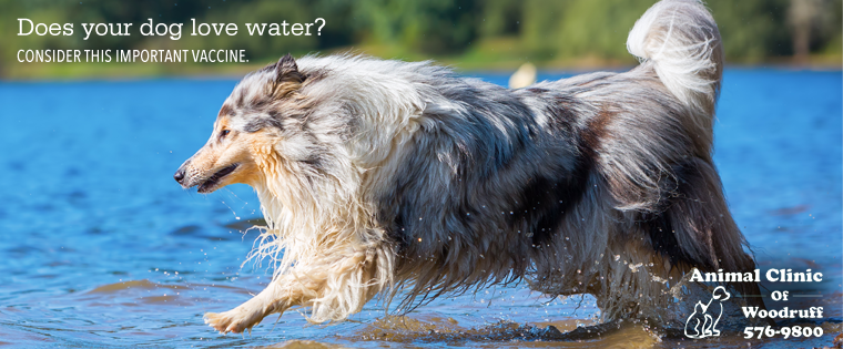 Leptospirosis: The summertime, water dog infection | Animal Clinic of  Woodruff, Spartanburg, SC